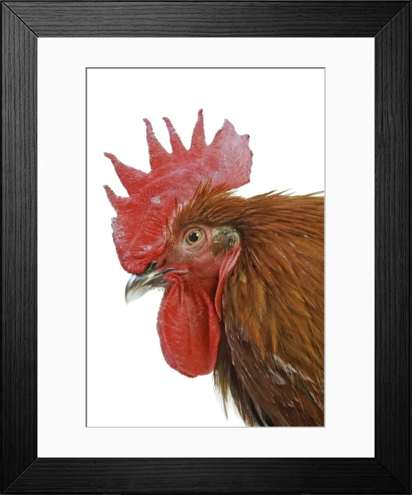Framed Print : Chicken - Black copper Maran in studio Framed Print : Chicken - Black copper Maran in studio