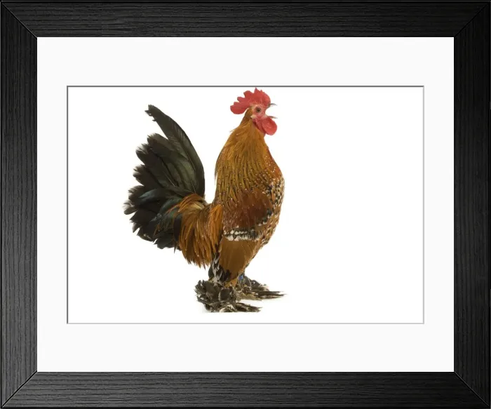 Framed Print : Chicken - millefleur sablepoot in studio Framed Print : Chicken - millefleur sablepoot in studio