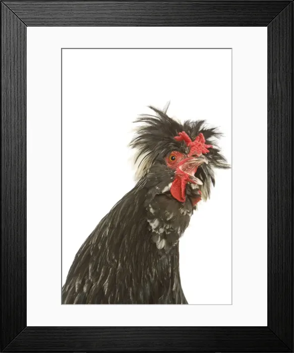 Framed Print : Chicken - Houdan breed - calling Framed Print : Chicken - Houdan breed - calling