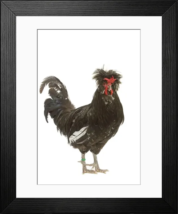 Framed Print : Chicken - Houdan breed - in studio Framed Print : Chicken - Houdan breed - in studio
