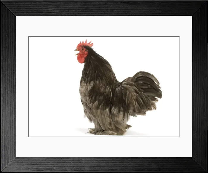 Framed Print : Chicken - Pekin Bantam blue - in studio Framed Print : Chicken - Pekin Bantam blue - in studio