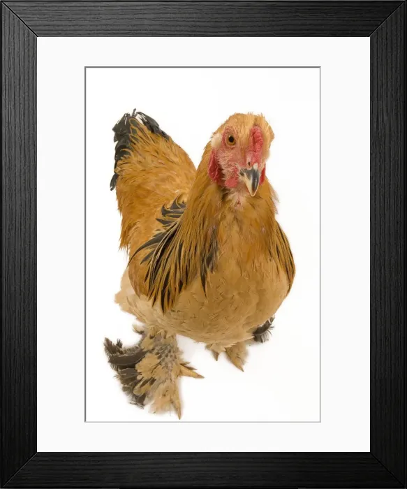 Framed Print : Chicken - Buff Brahama Framed Print : Chicken - Buff Brahama