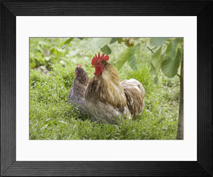 Framed Print : Pekin / Cochin Bantam Chickens cockerel hen Cotswolds UK Framed Print : Pekin / Cochin Bantam Chickens cockerel hen Cotswolds UK