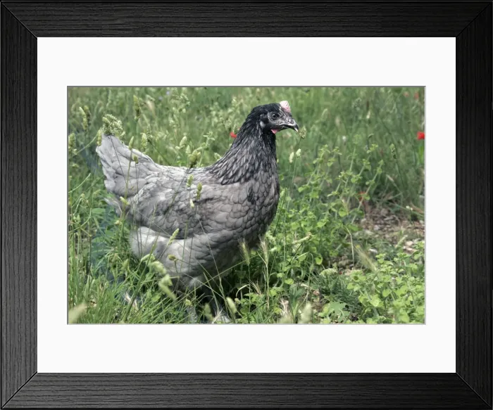 Framed Print : Domestic livestock - Chicken Framed Print : Domestic livestock - Chicken