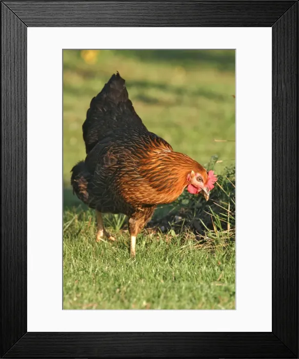 Framed Print : Domestic livestock - Chicken Framed Print : Domestic livestock - Chicken