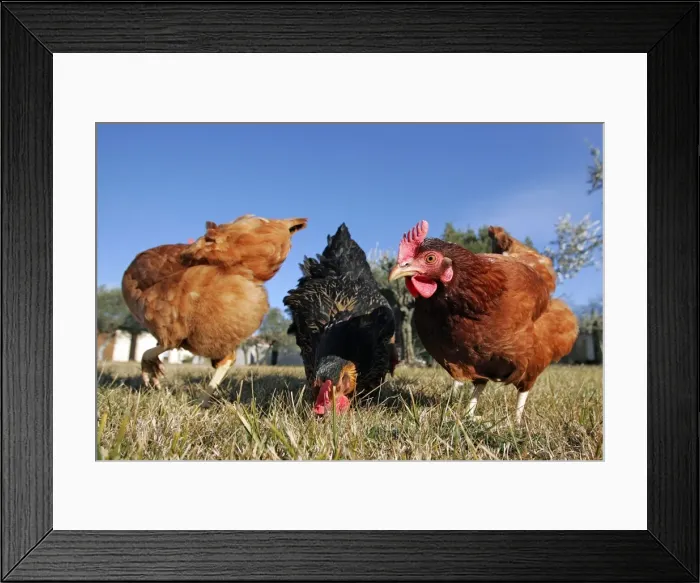 Framed Print : Domestic livestock - Chickens Framed Print : Domestic livestock - Chickens