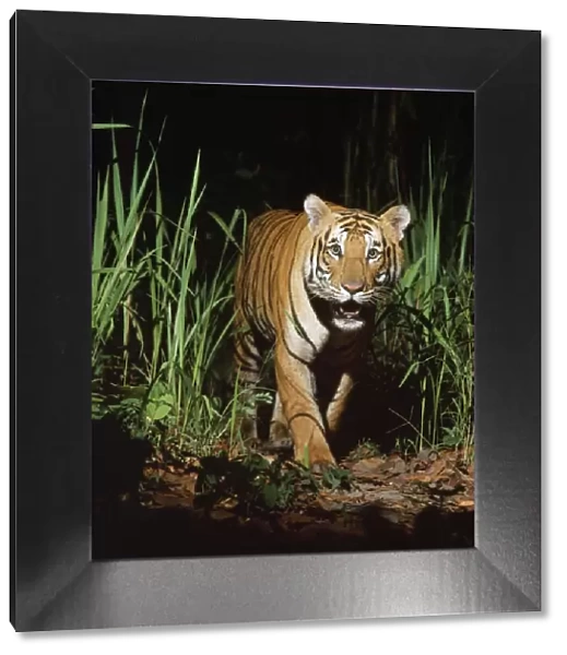 Bengal  /  Indian Tiger - in wild, at night. Chitwan N. P. Nepal