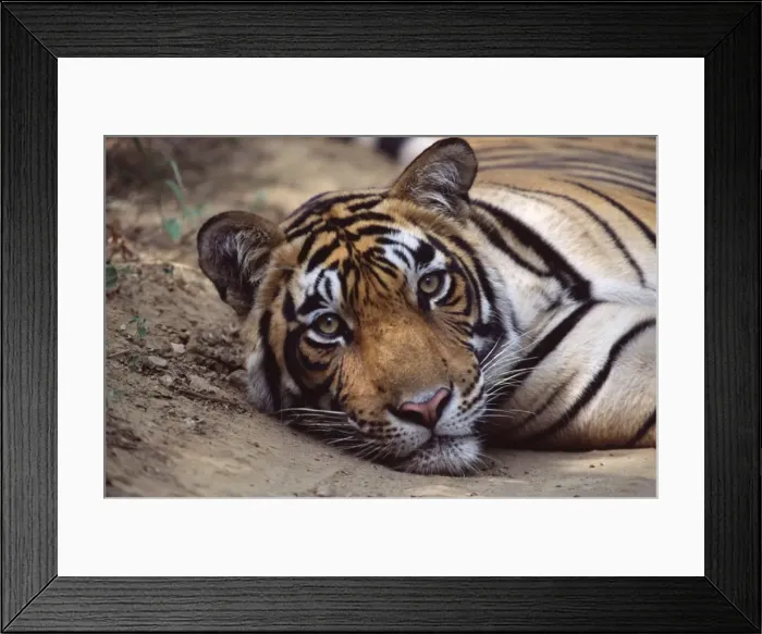 Framed Print : Tiger Ranthambhore NP, Rajasthan, India Framed Print : Tiger Ranthambhore NP, Rajasthan, India