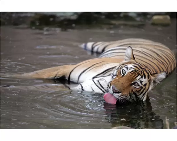Tiger - Female drinking in pool Ranthambhore NP, Rajasthan, India