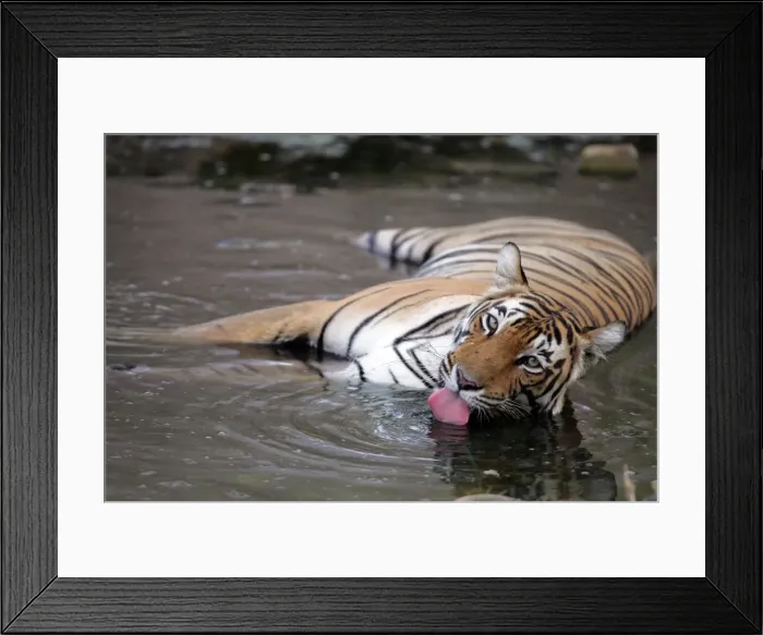 Framed Print : Tiger - Female drinking in pool Ranthambhore NP, Rajasthan, India Framed Print : Tiger - Female drinking in pool Ranthambhore NP, Rajasthan, India