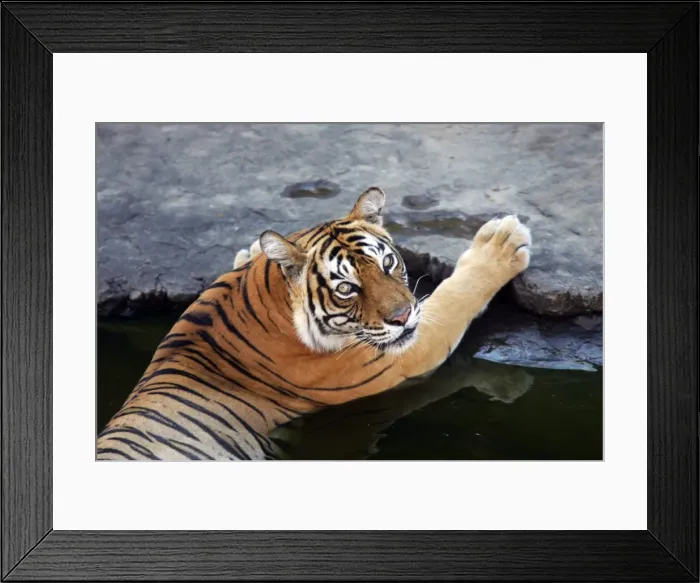 Framed Print : Tiger - Tigress in water pool Ranthambhore National Park, Rajasthan, India Framed Print : Tiger - Tigress in water pool Ranthambhore National Park, Rajasthan, India