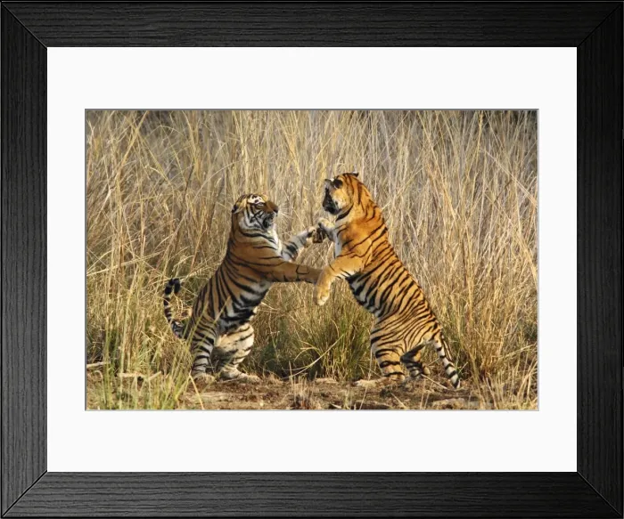 Framed Print : Bengal / Indian Tigers - two fighting Ranthambhor National Park, India Framed Print : Bengal / Indian Tigers - two fighting Ranthambhor National Park, India