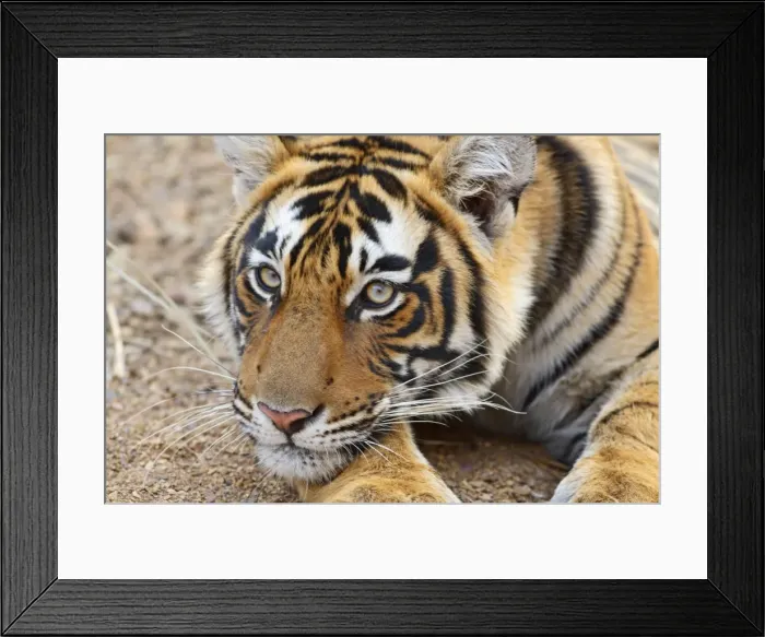 Framed Print : Portrait of Royal Bengal Tiger, Ranthambhor National Park, India Framed Print : Portrait of Royal Bengal Tiger, Ranthambhor National Park, India