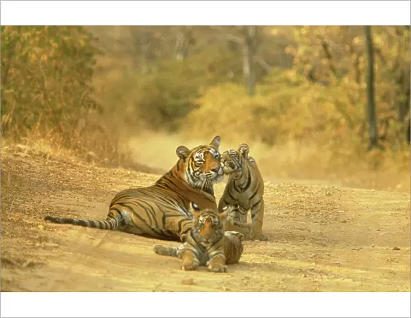 Bengal  /  Indian Tiger Lying on dirt track with cubs India