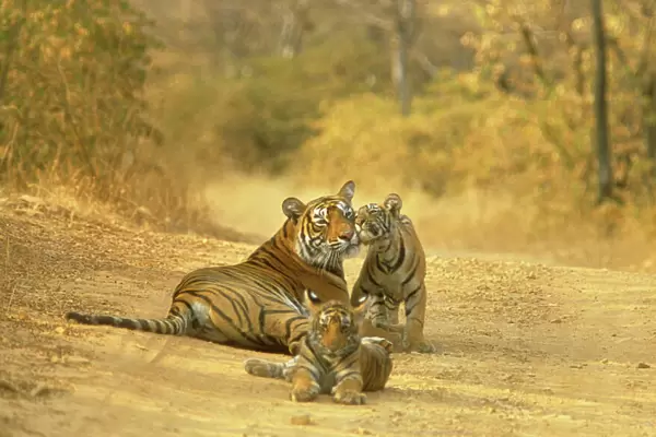 Bengal  /  Indian Tiger Lying on dirt track with cubs India