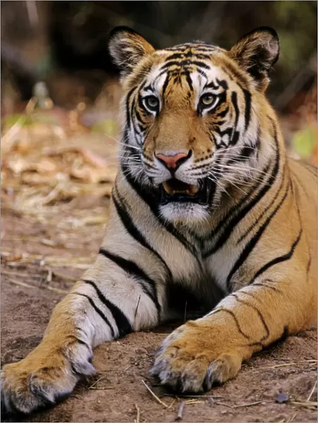 Indian  /  Bengal Tiger Bandhavgarh National Park, India
