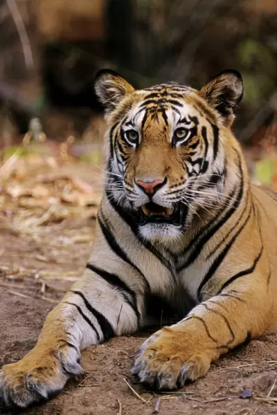 Indian  /  Bengal Tiger Bandhavgarh National Park, India