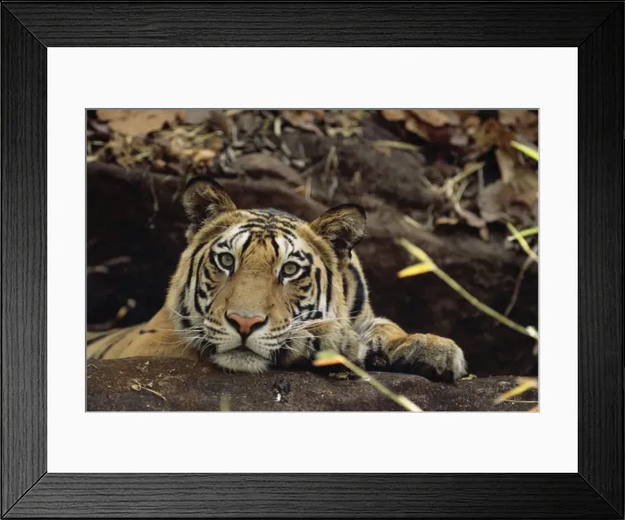 Framed Print : Bengal / Indian Tiger - on the black rock Bandhavgarh National Park, India Framed Print : Bengal / Indian Tiger - on the black rock Bandhavgarh National Park, India
