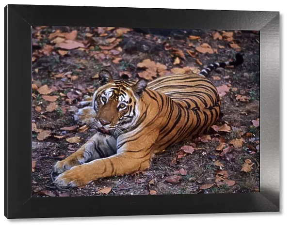 Royal Bengal  /  Indian Tiger - famous tigress Sita Bandhavgarh National Park, India