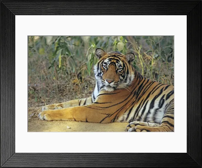 Framed Print : Bengal / Indian Tiger - male. Ranthambhor National Park - India Framed Print : Bengal / Indian Tiger - male. Ranthambhor National Park - India