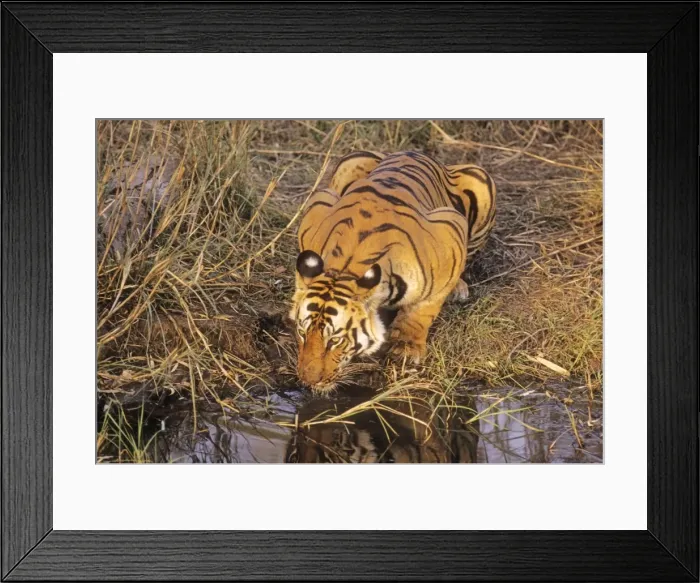 Framed Print : Bengal / Indian Tiger - drinking at jungle pool. Bandhavgarh National Park - India Framed Print : Bengal / Indian Tiger - drinking at jungle pool. Bandhavgarh National Park - India