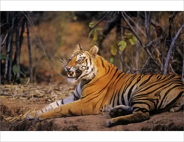 Bengal  /  Indian Tiger - yawning. Bandhavgarh National Park - India