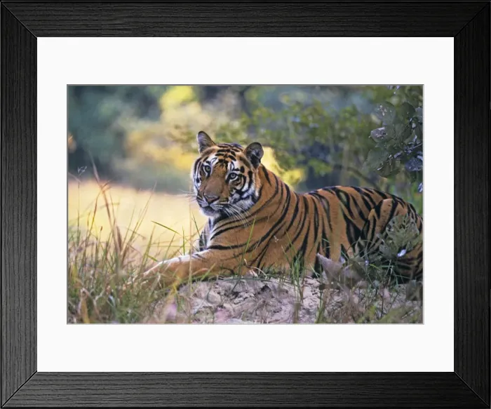Framed Print : Bengal / Indian Tiger - resting on mound. Bandhavgarh National Park - India Framed Print : Bengal / Indian Tiger - resting on mound. Bandhavgarh National Park - India