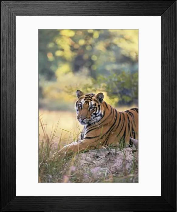 Framed Print : Bengal / Indian Tiger - resting on termite mound. Bandhavgarh National Park Framed Print : Bengal / Indian Tiger - resting on termite mound. Bandhavgarh National Park