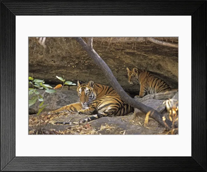Framed Print : Bengal / Indian Tiger - with cub resting in cave Bandhavgarh National Park, India Framed Print : Bengal / Indian Tiger - with cub resting in cave Bandhavgarh National Park, India