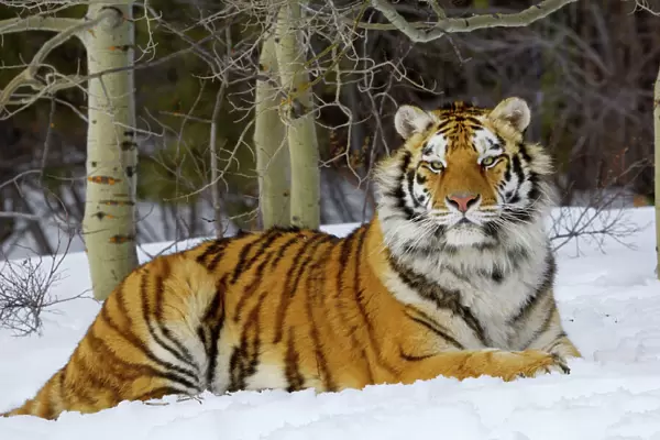 Siberian Tiger  /  Amur Tiger - in winter snow. CXA1105