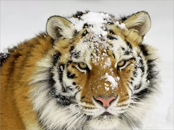 Siberian Tiger  /  Amur Tiger - in winter snow. CXA0613
