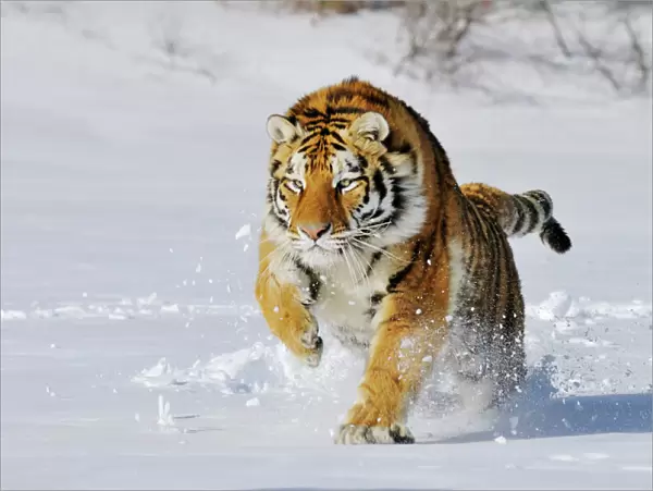 Siberian Tiger  /  Amur Tiger - in winter snow. C3A2288