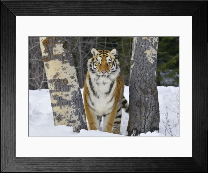Framed Print : Siberian Tiger / Amur Tiger - in winter snow. C3A2654 Framed Print : Siberian Tiger / Amur Tiger - in winter snow. C3A2654