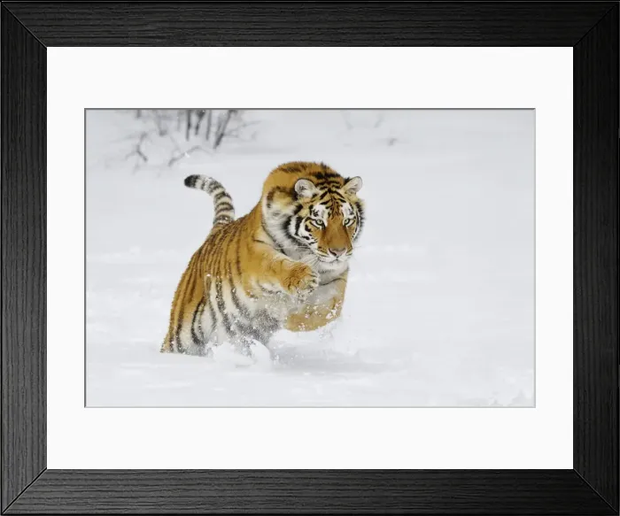 Framed Print : Siberian Tiger / Amur Tiger - in winter snow. C3A2368 Framed Print : Siberian Tiger / Amur Tiger - in winter snow. C3A2368