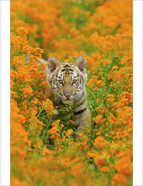 Bengal tiger - cub, Endangered Species C3B1708