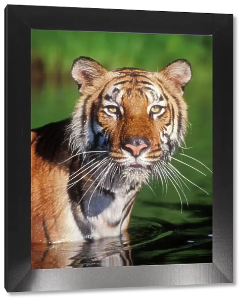 Bengal Tiger Endangered species