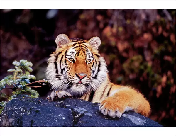 Siberian Tiger Endangered species