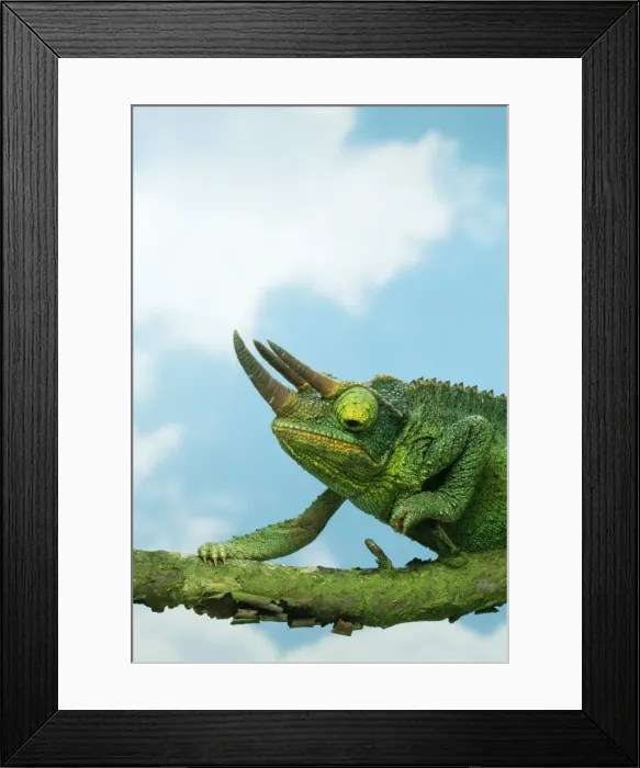 Framed Print : Jackson's Chameleon Framed Print : Jackson's Chameleon