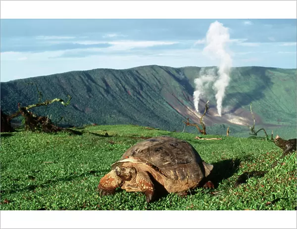 Galapagos Giant TORTOISE - by volcano - Alcedo Crater