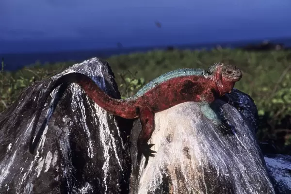 Hood Island Marine Iguana - on rock