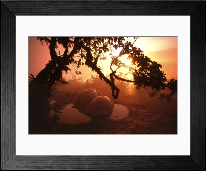 Framed Print : Galapagos Giant TORTOISE - at sunset Framed Print : Galapagos Giant TORTOISE - at sunset