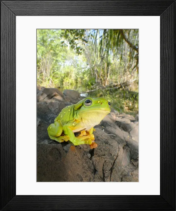 Framed Print : Magnificent Tree Frog - A fauna survey at a remote waterhole on Cowandyne Creek in late wet season found riparian habitats that support a very high diversity and abundance of frogs. Mornington Wildlife Sanctuary, central Kimberley Framed Print : Magnificent Tree Frog - A fauna survey at a remote waterhole on Cowandyne Creek in late wet season found riparian habitats that support a very high diversity and abundance of frogs. Mornington Wildlife Sanctuary, central Kimberley