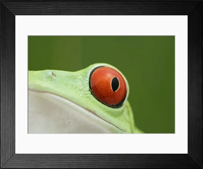 Framed Print : Red-eyed Treefrog - close up of eye South and Central America 003072 Framed Print : Red-eyed Treefrog - close up of eye South and Central America 003072