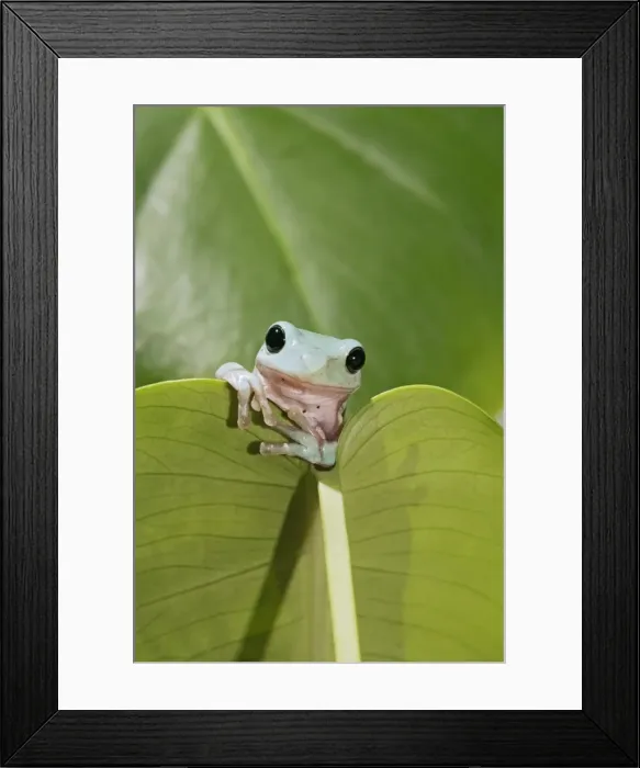 Framed Print : Whites Treefrog – on leaf front view Australia, New Guinea 002980 Framed Print : Whites Treefrog – on leaf front view Australia, New Guinea 002980