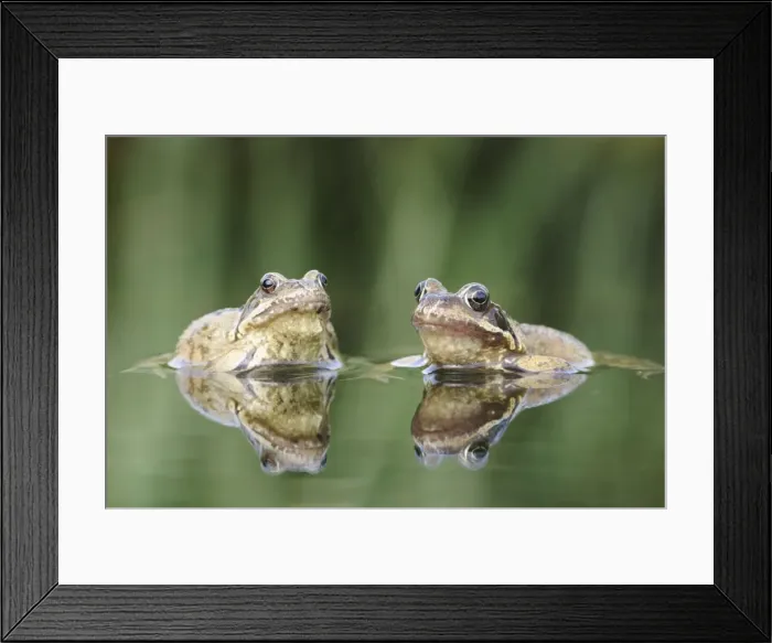 Framed Print : Common Frogs - Two showing reflections. Bedfordshire UK 1647 Framed Print : Common Frogs - Two showing reflections. Bedfordshire UK 1647