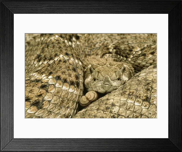 Framed Print : Western Diamond Back Rattlesnake Texas, USA Framed Print : Western Diamond Back Rattlesnake Texas, USA