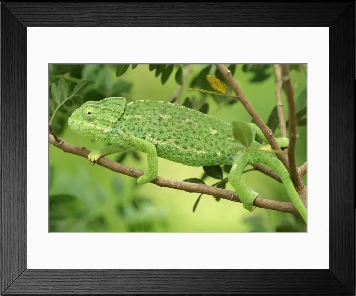 Framed Print : Chameleon - Spain - female Framed Print : Chameleon - Spain - female