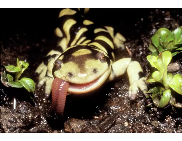 Barred Tiger Salamander Eating earthworm, Colorado, USA