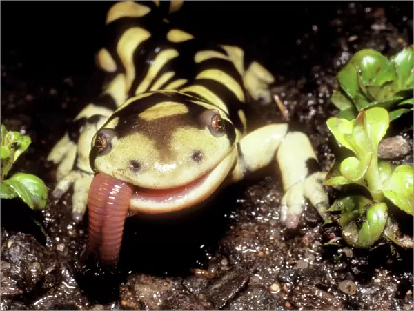 Barred Tiger Salamander Eating earthworm, Colorado, USA