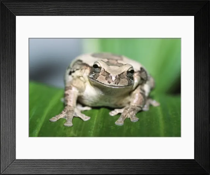 Framed Print : Mexican Masked Tree Frog CMB 709 Smilisca baudinii - Central America © Chris Martin ARDEA LONDON Framed Print : Mexican Masked Tree Frog CMB 709 Smilisca baudinii - Central America © Chris Martin ARDEA LONDON
